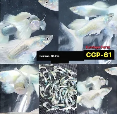 1 TRIO - Live Aquarium Guppy Fish High Quality -  GERMAN WHITE • $39.95