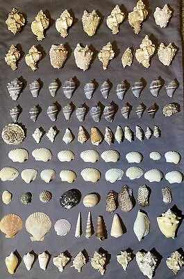 Exotic Beach Ocean Sea Shells Mixed Lot Of 3+ Lbs Vintage Decor Art Craft Hobby • $29.95