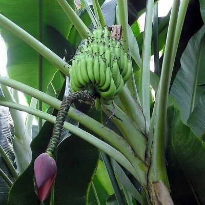 Plantain Banana - Musa Balbisiana - Japanische Faserbanane - 5+ Seeds - Gx 137 • £2.63