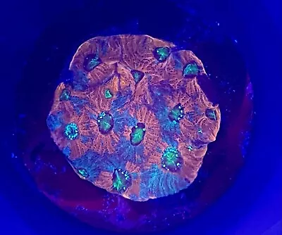 War Coral Favia/Favities LPS Live Coral Frag - Red Teal Blue - Very Easy! • $21.99