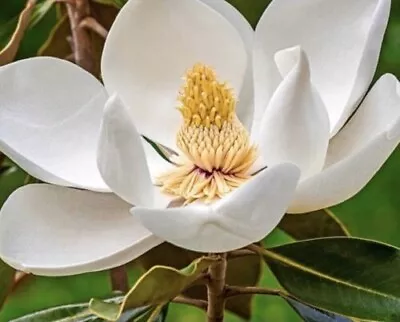 Southern Magnolia Magnolia Grandiflora  10 Seeds 2022 • $3.99