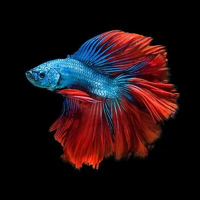 Red & Blue Half Moon Male Siamese Fighting Fish Betta Splendens 4cm • £30