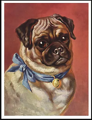 £5.99 • Buy Pug  Dog Head Study Lovely  Vintage Style Dog Art Print Poster 