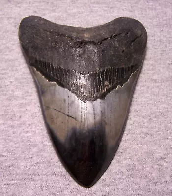 Megalodon Shark Tooth 4 11/16  Teeth Jaw Fossil Stunning Color Polished Megladon • $149