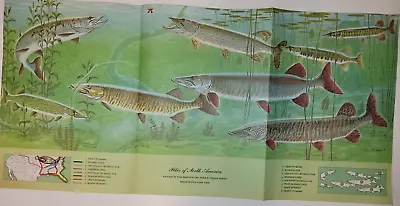 Large Vintage Garcia Fly Fishing Fold Up Print Ad Poster Pikes Rods & Reels 1961 • $19.95