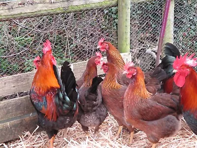 6 Welsummer Large Fowl  Hatching Eggs • £6