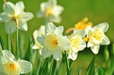 White Daffodil Bulb Garden Flower • $8.97
