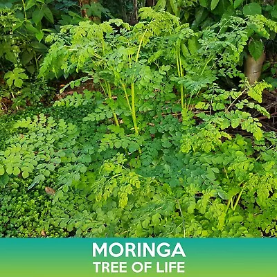 Moringa Seeds Tree Of Life Moringa Oleifera Offering Free Combined Shipping • $2.25