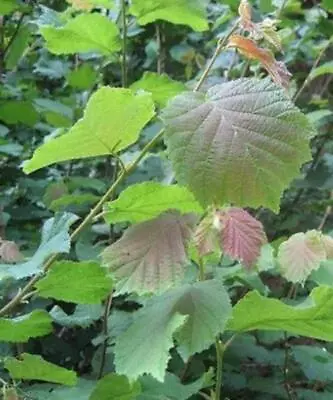 £11.95 • Buy Hazel Trees - Corylus Avellana  (Tree Saplings/Seedlings)