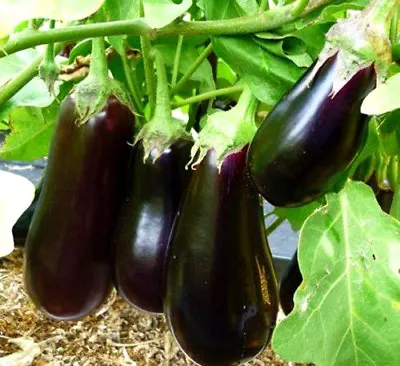 VEGETABLE SEEDS Aubergine - 300 Seeds - Halflange Violette - EGG PLANT • £1.99