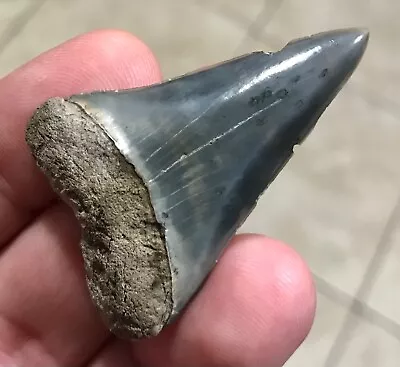 SUPER PRETTY BLUE - S.W.FLORIDA LAND FIND - 2.0” X 1.33” Mako Shark Tooth Fossil • $20