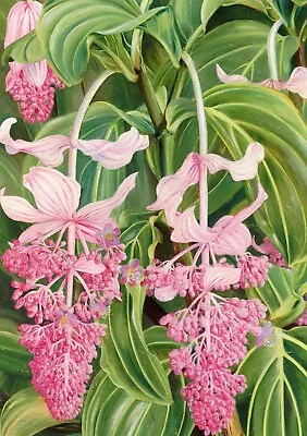 Showy Medinilla Or Rose Grape Singapore Marianne North (1830-1890) --POSTCARD • $4.99