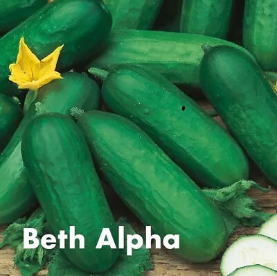 3 X Cucumber Plug Plants ( Beth Alpha ) - Pre-order For End Of April. • £8.95