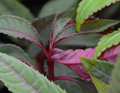 Impatiens Pink Nerves | Hardy Impatiens Plant | Plug Plant • £9.99