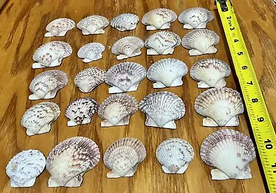 $15 • Buy Lot Of 25 Calico Scallop Sea Shells Nautical Ocean Decor Set Argopecten Gibbus 4
