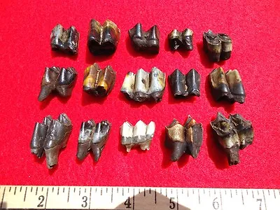 *bulk Price* Camel & Llama Teeth Florida Fossils Fossil Tooth Jaw Bone Bones Fl • $10