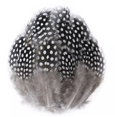 20pcs Black And White Guinea Fowl Spotted Feathers DIY Craft Millinery Jewellery • $4.95