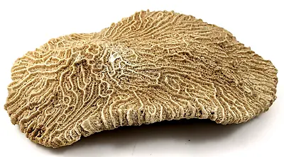 Natural Fossilized Brain Coral Shallow Reef Marine Life Nice Display • $49.49