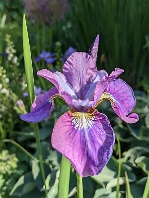 £5.50 • Buy Iris Sibirica - Rosselline - Siberian Iris - Hardy Flowering Garden Patio Iris