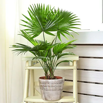 Livistona Fan Palm Large Indoor Tropical House Plant Real Evergreen Tall Plants • £39.99