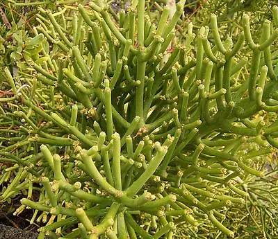 £1.95 • Buy  Euphorbia Tirucalli - 10 Seeds - Firestick Plant / Pencil Tree Cactus