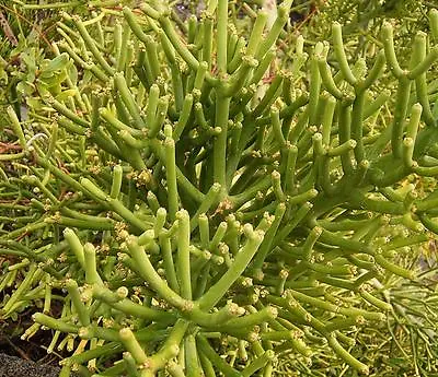  Euphorbia Tirucalli - 10 Seeds - Firestick Plant / Pencil Tree Cactus • £1.95