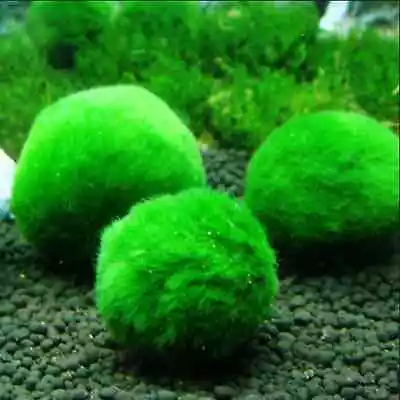 3pcs 4cm Marimo Moss Ball Cladophora Live Aquarium Plant Fish Aquarium Decor • $13.56