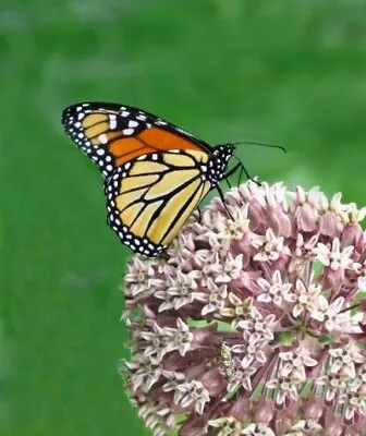 100+ Common Milkweed Seeds Attract Monarch Butterflies • $2.25