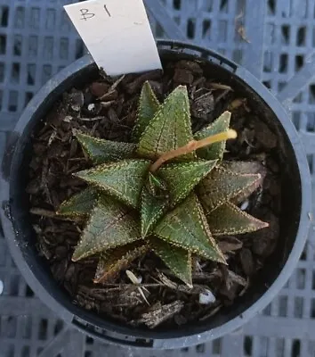  Aloe Rare  Display In 10cm Pot • $75