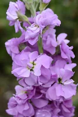 15 Stock Lavender Lilac- Matthiola Seeds • £2.39