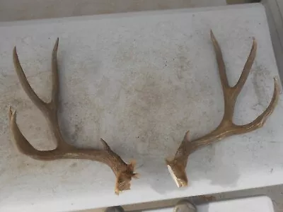 HUGE BASES Dark Colorado MULE DEER ANTLERS Whitetail Rack Mount Elk Sheds • $95