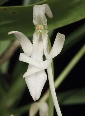 Jumellea Exilis MINIATURE Of MADAGASCAR LONG SPUR CURLED PETALS Orchid Species • $19.99