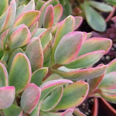 £5.99 • Buy Crassula Swaziensis Variegated CUTTING Moneymaker Jade Rare Collector Succulent