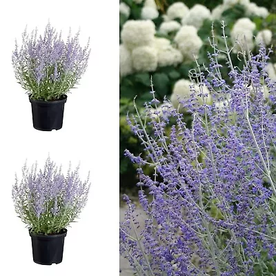 Perovskia Little Spire X 2 Plants In 9cm Pots - Russian Sage Plants • £14.99