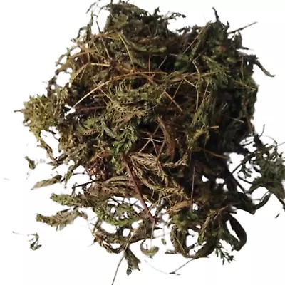 Mimosa Pudica Sensitive Plant Dried Leaves Organic Herbal Nidikumba For Diabetic • $5.40