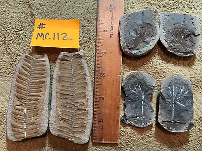 Mazon Creek Fossils !!   Lot Of 3 Pairs Of Plants !!   See Photos !! #MC112 • $36