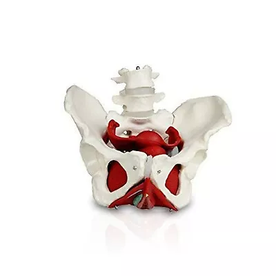 Vision Scientific VAP216 Female Pelvis With Organs  • $69.36