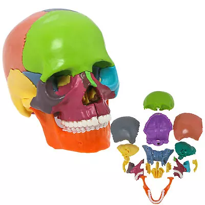 15Parts Colorful Human Skull Model Anatomical Anatomy Medical Teach Skeleton New • $35.99