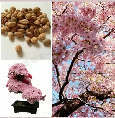 £4.76 • Buy Cherry Blossom Tree, Japanese Sakura Flower Beautiful Pink 10 Seeds Uk Seller