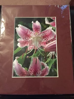 Matted Photograph Picture Lillies BNIP Maroon Mat Matting Board Real Lilly Nice! • $5.99
