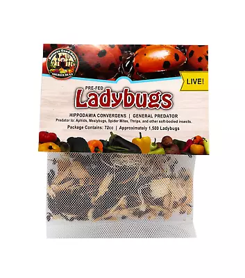 1500 Live Ladybugs - Guaranteed Live Delivery! • $21.50