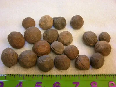 Moqui Marbles RARE 2 Marbles Per Lot 3/4-1 Inch Hematite Concretion Utah  • $14.47