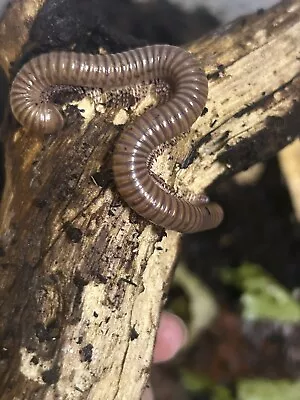 Cb Ghana Speckled Led Millipede Telodeinopus Aoutii 3 • £15