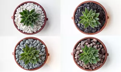 Decorative Stones. Pebbles & Chippings. Marble Pot Topper Succulents Garden • £4.99