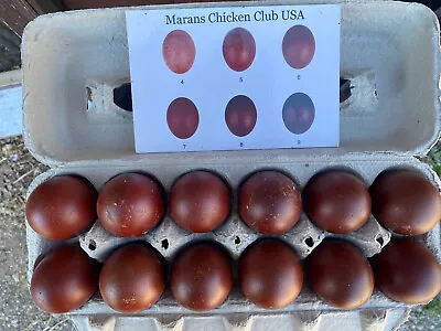 12+2 Black Copper And Blue Copper Marans Hatching Eggs | IN NPIP CERTIFIED • $70