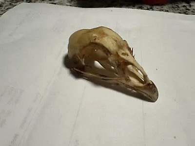 Beetle Cleaned Rooster Skull Chicken Craft Taxidermy Bones Bird Anatomy Lot #1 • $15