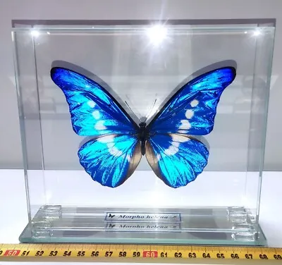 Insect Butterfly Moth Morphidae Morpho Helena In A Glass Cube • $480