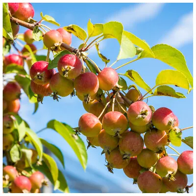 5 Crab Apple Trees 3-4ft Native Malus HedgingMake Your Own Cider & Jelly • £24.99