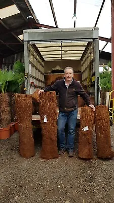 £69.95 • Buy 1ft Trunk Dicksonia Antarctica  Premium Quality Tree Fern Hardy 
