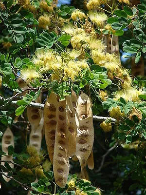 20 WOMAN'S TONGUE TREE White Mimosa Nectar Flower Albizia Lebbeck Legume Seeds • £2.41